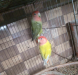 Lovebird pair